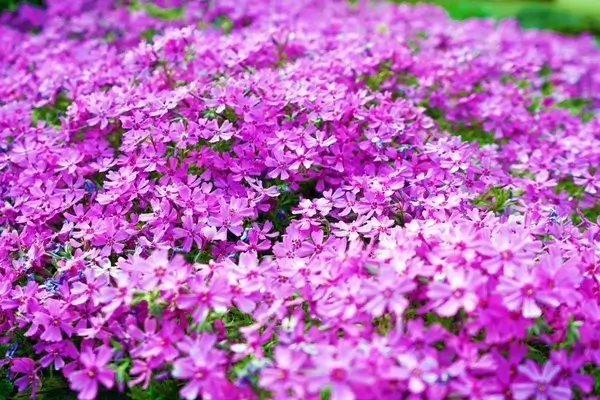 A cascade of various blooming flowers.