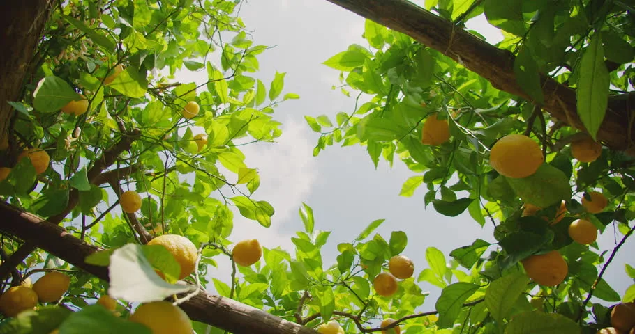 Sunlight filtering through a citrus grove, representing the Solis Collection.