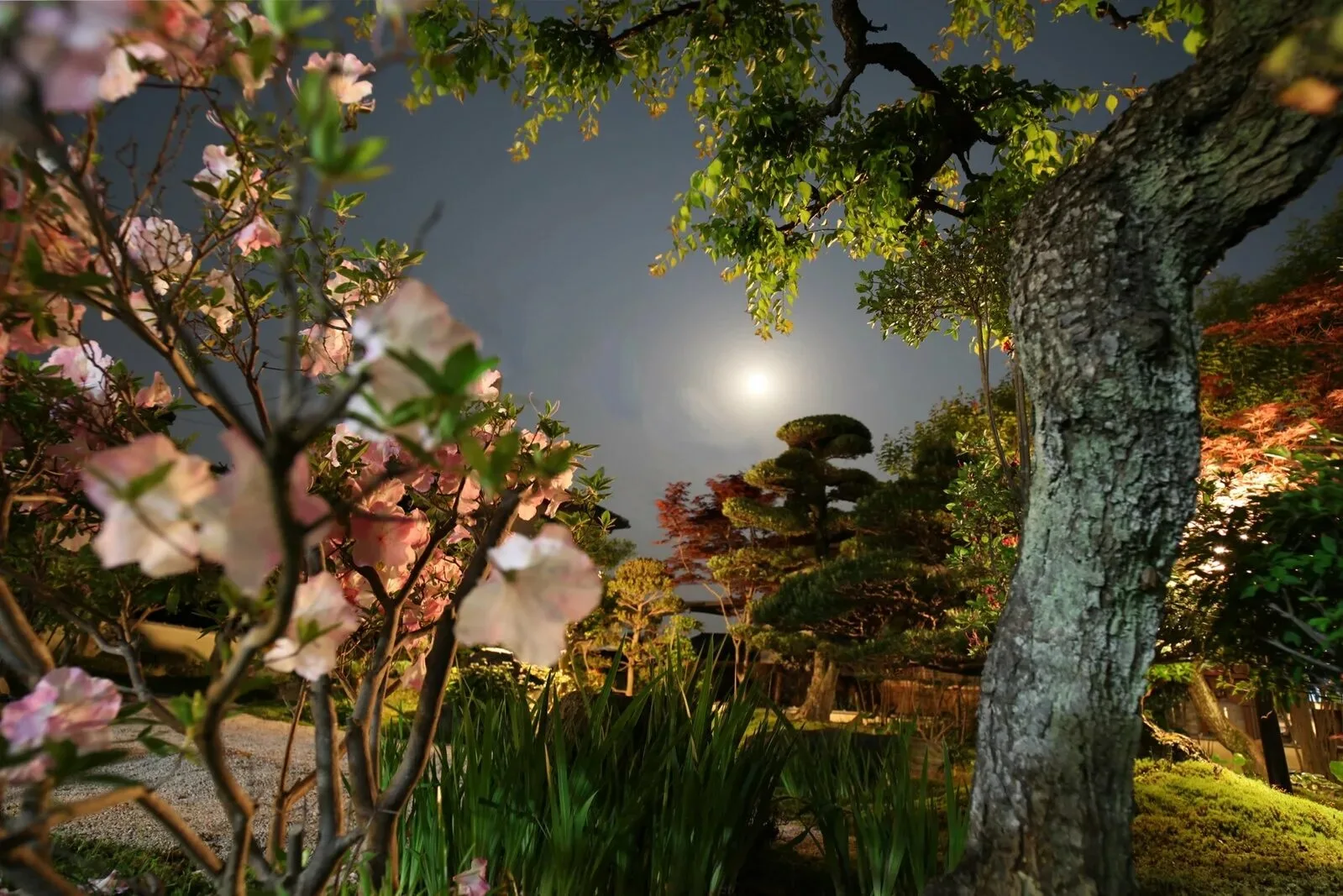 A moonlit garden with night-blooming flowers, representing the Nocturne Collection.