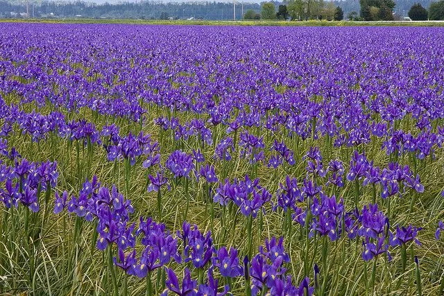 A field of iris flowers in Tuscany.