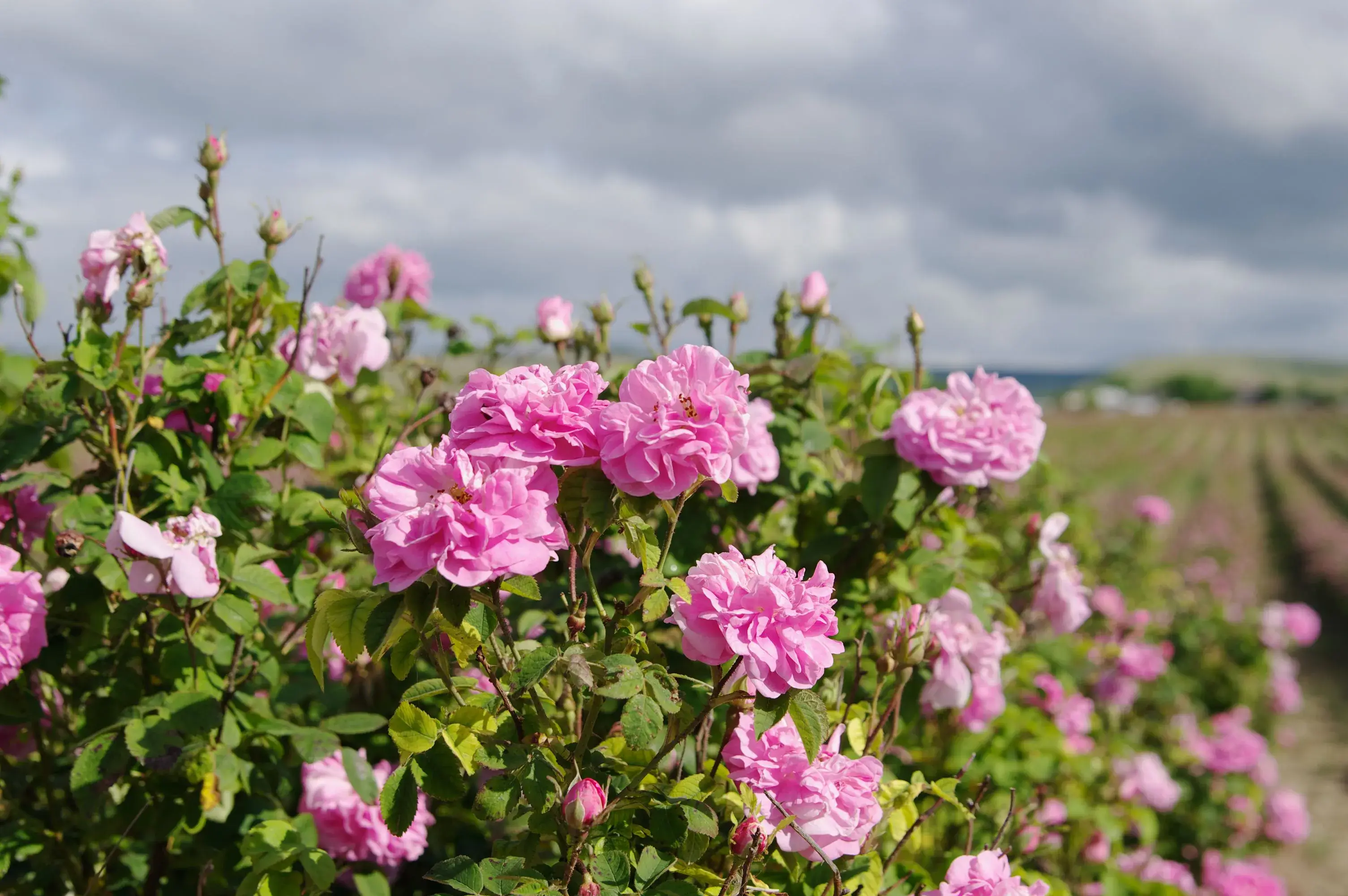 A field of blooming roses.