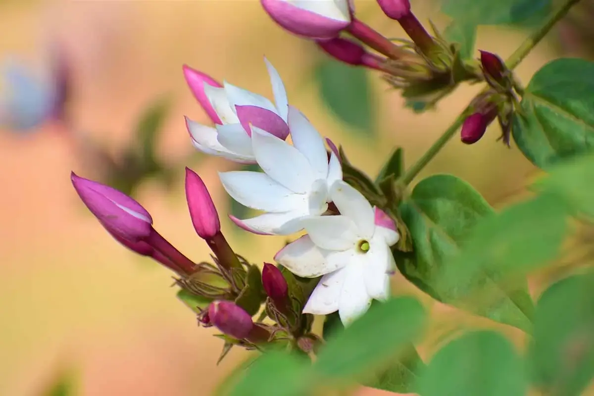 Close-up of vibrant jasmine flowers.