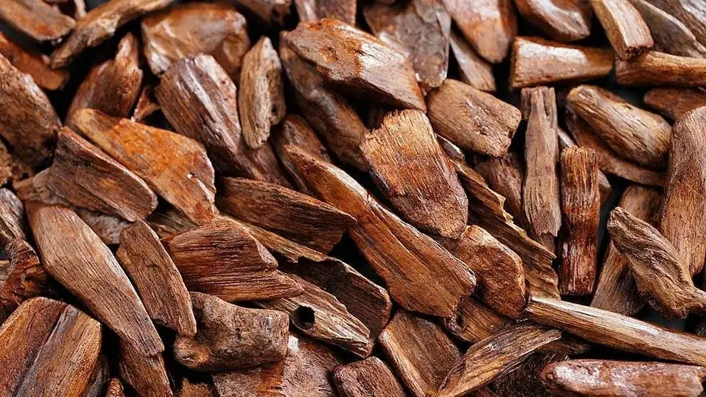 Pieces of raw, aromatic sandalwood.