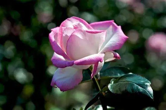 Vibrant pink Rose de Mai flowers.
