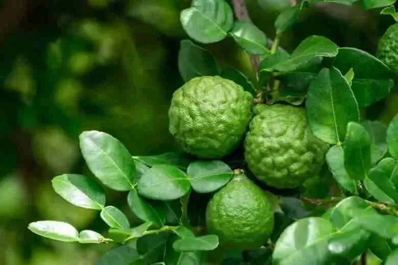 Bright, fresh bergamot fruits on a branch.
