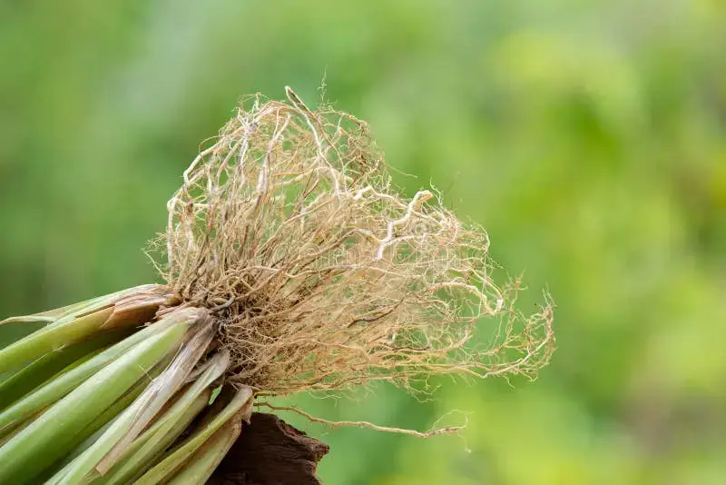 Roots of vetiver grass tied in a bundle.
