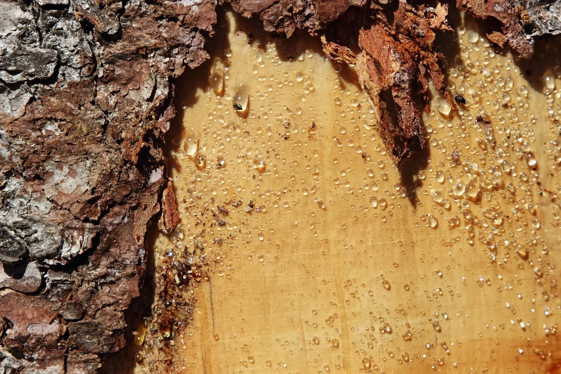 Close-up of tree bark with resin.
