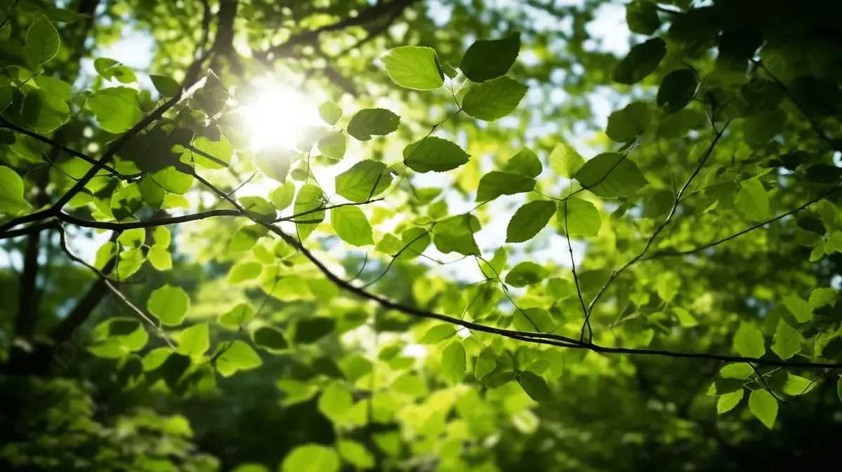 Sunlight on green leaves.