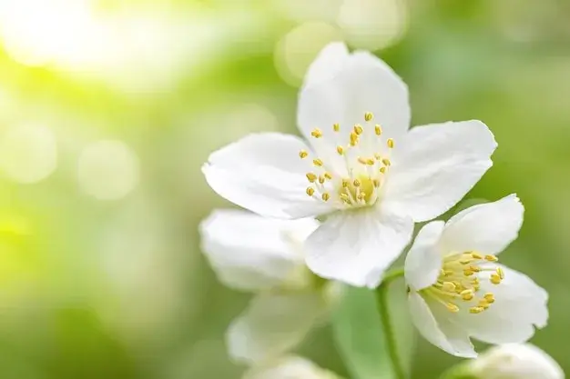 Close-up of a blooming jasmine flower.
