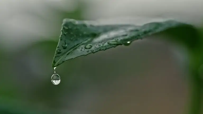 Raindrops on a green leaf.