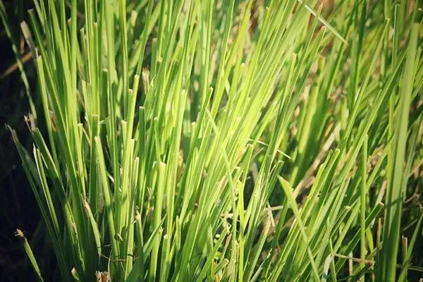 Lush green vetiver grass growing in a field.