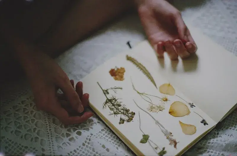 An open journal with dried flowers and sketches of perfume ingredients.